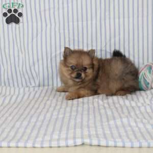 Omar, Pomeranian Puppy